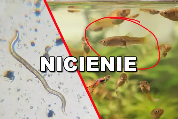Nicienie w akwarium: z lewej strony widok pod mikroskopem na nicienia, z prawej małe rybki gupiki.