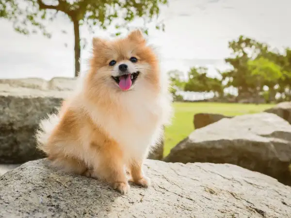 Szczęśliwy pomeranian, być może najdroższy pies świata, siedzi na kamieniu w parku.