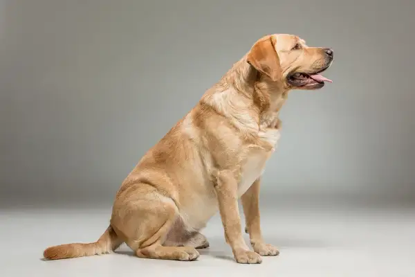 Siedzący, złoty labrador amerykański z językiem na wierzchu, gotowy do zabawy.