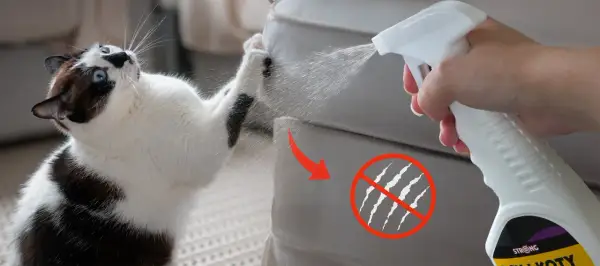 Jak odstraszyć koty? Spray na meble, by zapobiec drapaniu. Kot próbuje zniszczyć kanapę, ale właściciel używa środka odstraszającego.