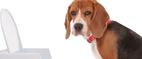 Smutny beagle z czerwonym obrożą patrzy na kuwetę, sugerując zatwardzenie u psa.