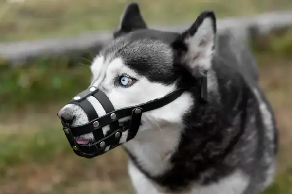 Siberian Husky z niebieskimi oczami w kagańcu. Czy pies musi mieć kaganiec? To zależy od sytuacji i przepisów.