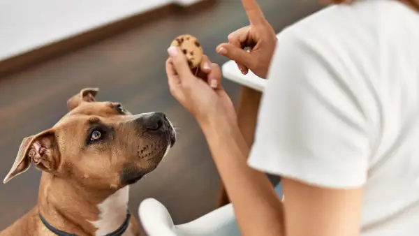 Pies patrzy na ciasteczko z kawałkami czekolady. Czy pies może jeść czekoladę? Nie, to dla niego szkodliwe.