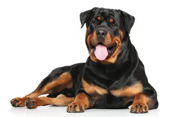 Potężny rottweiler leży, dysząc z językiem na zewnątrz. Jego spokojne rottweiler usposobienie widać w łagodnym spojrzeniu.