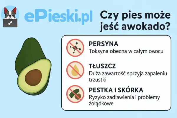 Czy pies może jeść awokado? Grafika pokazuje awokado i ostrzega przed toksyną, tłuszczem i pestką/skórką.