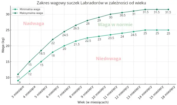 Wykres pokazuje zakres wagi suczek labradora od 3 do 18 miesięcy. Waga w normie dla labradora jest zaznaczona zielonymi liniami.