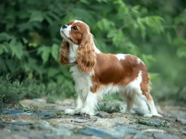 Uroczy pies dla dzieci, Cavalier King Charles Spaniel, o brązowo-białym umaszczeniu, stoi na kamienistej ścieżce wśród zieleni.