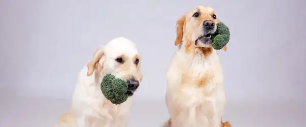 Dwa psy rasy golden retriever trzymają w pyszczkach różyczki brokułów, zastanawiając się, czy pies może jeść brokuły.