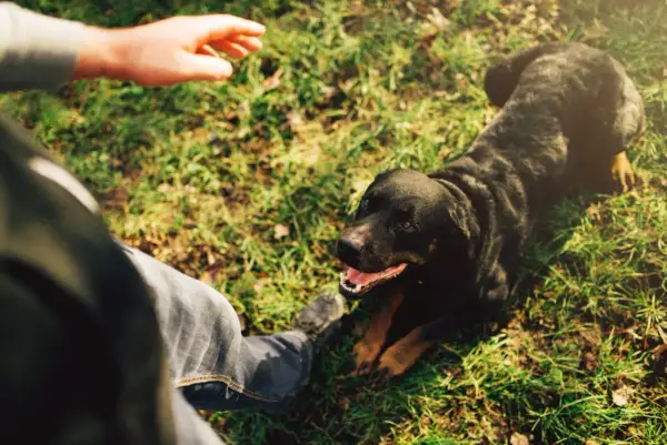 Człowiek uczy psa leżeć na trawie. Rottweiler patrzy na rękę, gotowy do nauki.