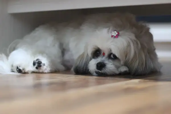 Uroczy shih tzu z ozdobą na głowie, leżący na podłodze. Zastanawiasz się nad shih tzu cena?