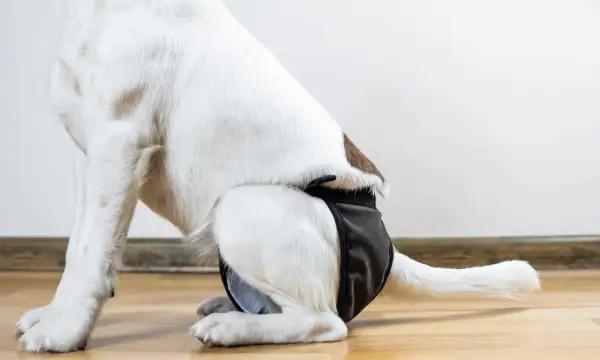 Biały pies w czarnych majtkach, które pomagają w okresie cieczki. Dowiedz się, ile trwa cieczka u psa.